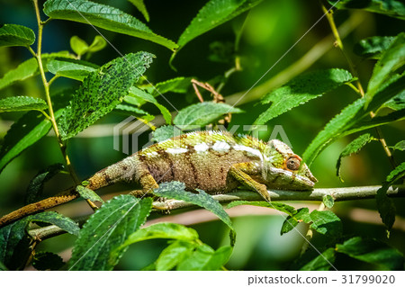 Small colourful chameleon Small colourful chameleon 31799020