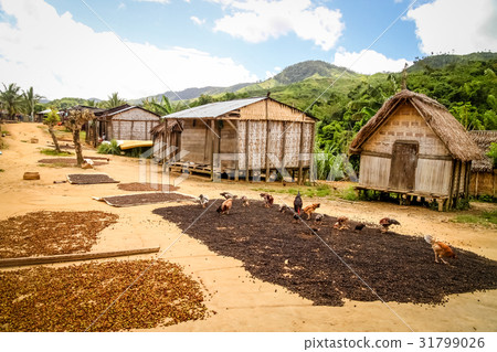 Coffee beans left to dry 31799026