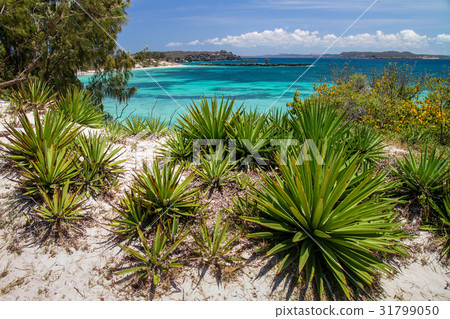 Turquoise coast on Bay of Pigeons Turquoise coast on Bay of Pigeons 31799050