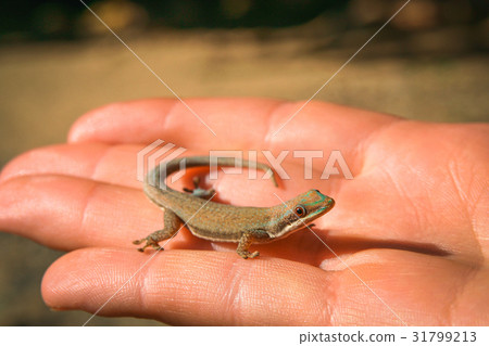 Madagascar gecko in human hand 31799213