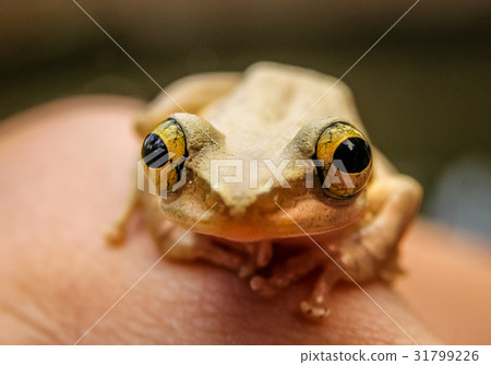 Madagascar frog on human hand 31799226