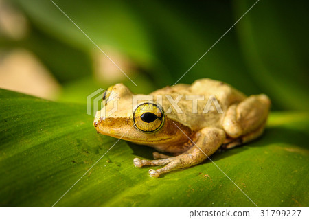 Tropical Madagascar frog Tropical Madagascar frog 31799227