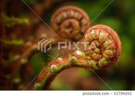 Small fern spiral Small fern spiral 31799262