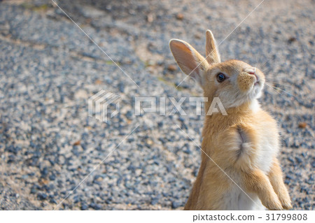 A standing rabbit 31799808
