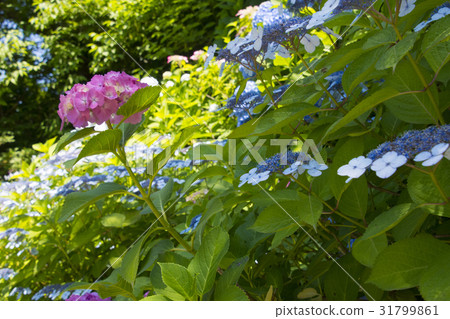 North Kamakura Kurigayanozaka hydrangea 31799861