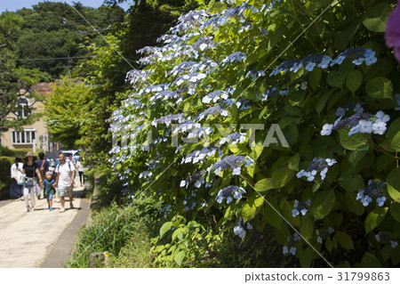 North Kamakura Kurigayanozaka hydrangea 31799863
