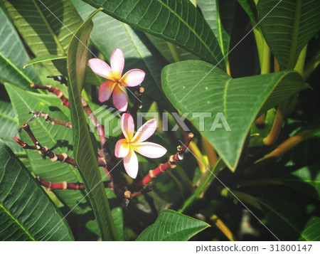 Frangipani flowers on tree 31800147
