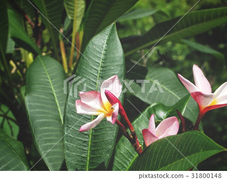 Frangipani flowers on tree 31800148