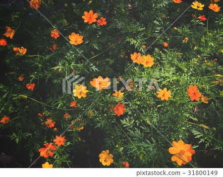 Yellow cosmos flowers Yellow cosmos flowers 31800149