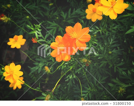 Yellow cosmos flowers Yellow cosmos flowers 31800150