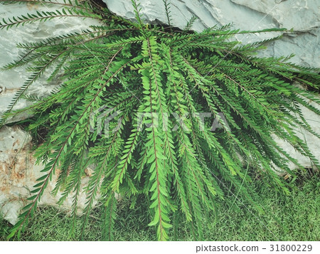 Fern leaves Fern leaves 31800229