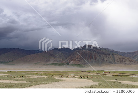 Kashmir goats in beautiful Zanskar landscape  31800306
