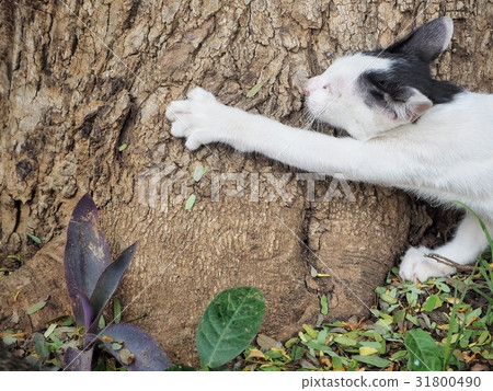 Kitten cat Kitten cat 31800490