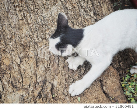 Kitten cat Kitten cat 31800491