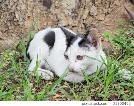 Kitten cat Kitten cat 31800493