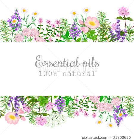 Popular essential oil plants label set. badge  31800630