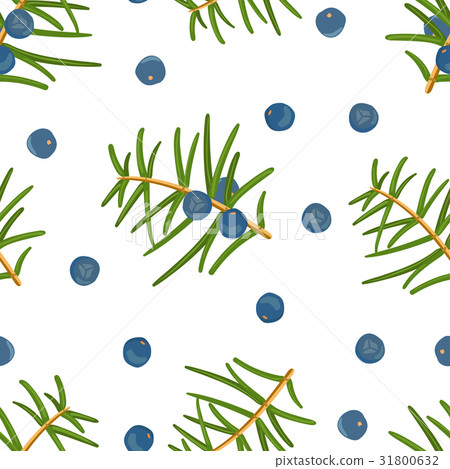 juniper pattern: berries juniper and a branch juniper pattern: berries juniper and a branch 31800632