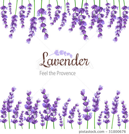 Lavender Card with flowers. Label violet lavender. Lavender Card with flowers. Label violet lavender. 31800676