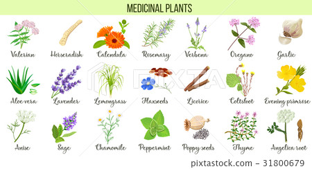 Big vector set of medicinal plants.  31800679