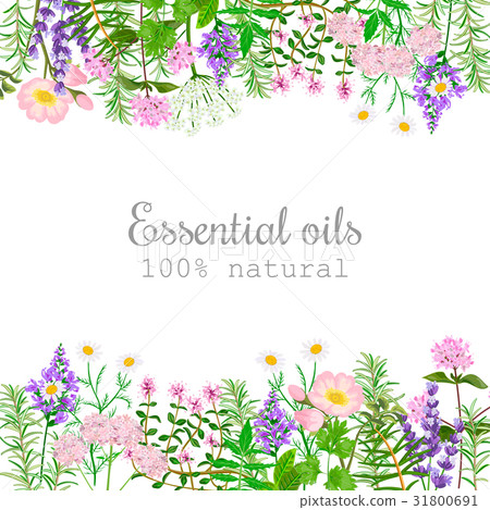Popular essential oil plants label set. 31800691