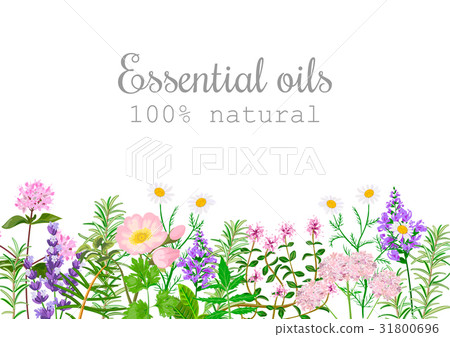 Popular essential oil plants label set. 31800696