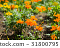 marigold flowers. 31800795