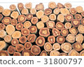 Closeup of a pile cut timber 31800797