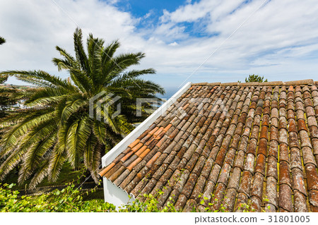 At the Pico Vermelho windmill on Sao Miguel Island 31801005