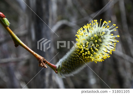 willow 31801105
