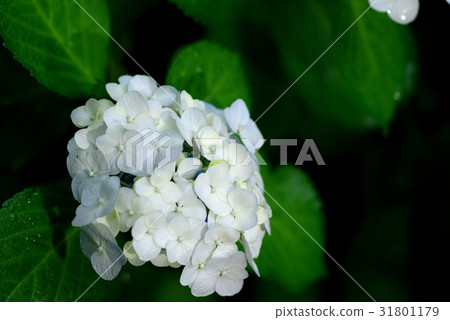 繡球花和葉子上的雨滴白色b左對齊 繡球花和葉子上的雨滴白色b左對齊 31801179