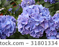 繡球花（紫色） 31801334