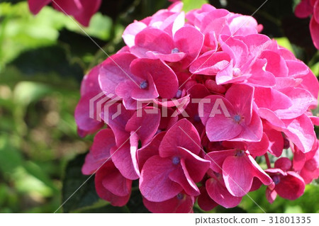 繡球花（紅色） 31801335