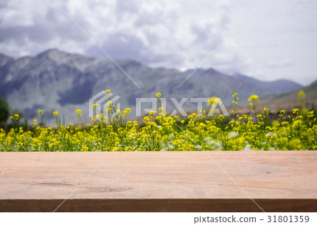 wood board with mustard flower field background wood board with mustard flower field background 31801359