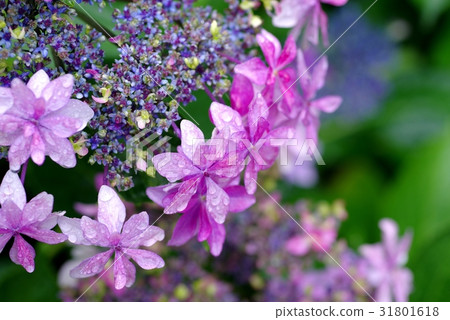 雨滴到繡球花多彩的紅紫色左上左 雨滴到繡球花多彩的紅紫色左上左 31801618
