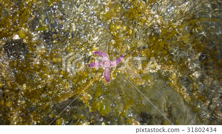 Starfish in the water. Starfish in the water. 31802434