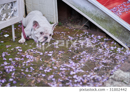 憂鬱的法國鬥牛犬 31802442