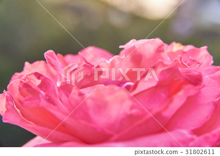 浪漫粉色薔薇 31802611