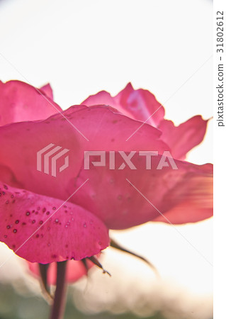 Romantic pink rose 31802612