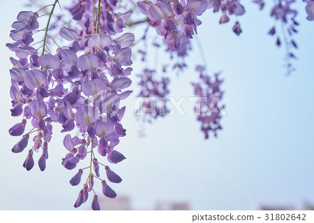 紫色浪漫紫藤花 紫色浪漫紫藤花 31802642