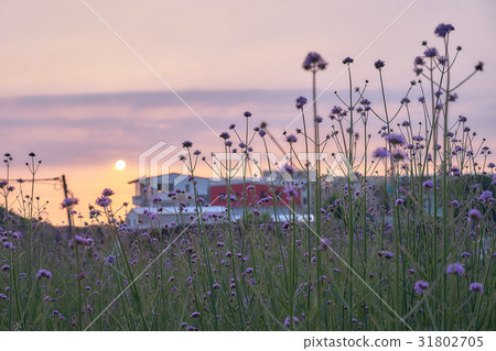 日落的紫色稻田 日落的紫色稻田 31802705