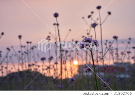 日落的紫色稻田 31802706