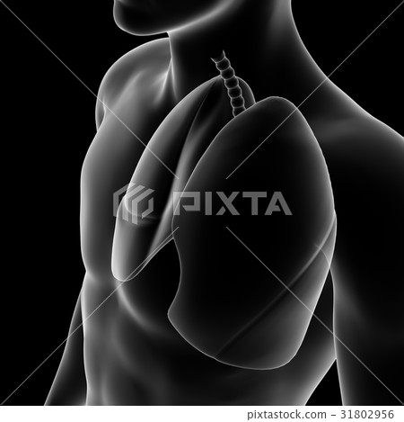 Lung, medical model 31802956
