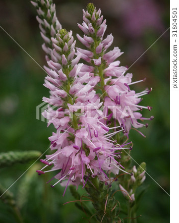 Speedwell, Veronica spicata 31804501