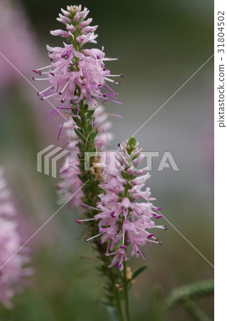 Speedwell, Veronica spicata 31804502