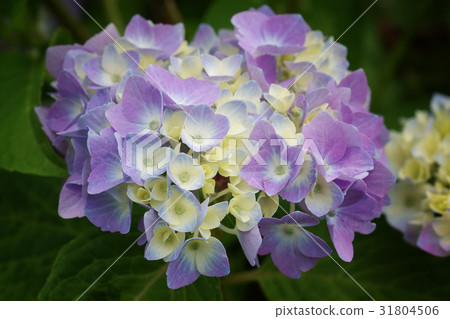 Penny mac, Hydrangea macrophylla 31804506
