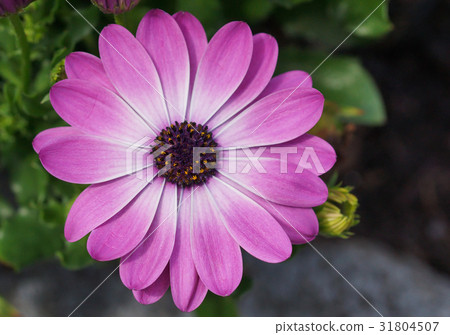 Cape daisy, Osteospermum 31804507