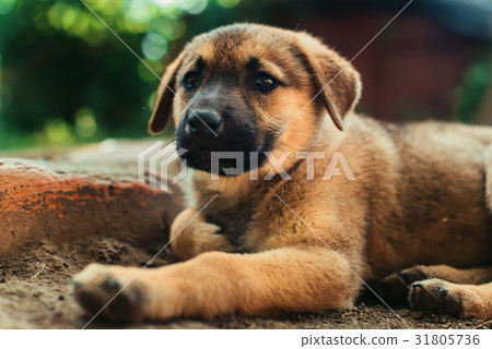 A little yellow puppy sleeps on the ground. A little yellow puppy sleeps on the ground. 31805736