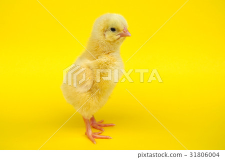 chick on yellow background studio closeup chick on yellow background studio closeup 31806004