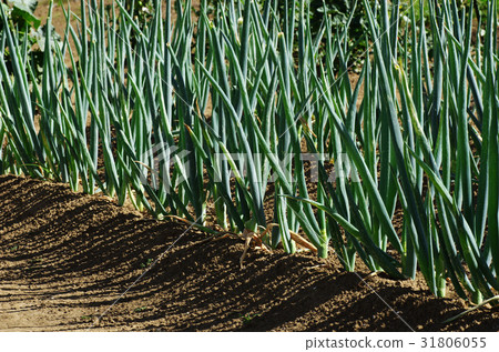 A long onion 31806055