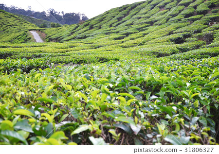 Tea Plantation in the Cameron Highlands Tea Plantation in the Cameron Highlands 31806327